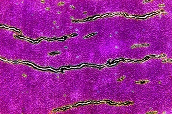 AP 42A1